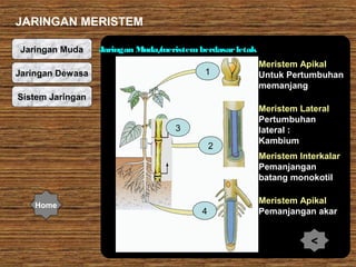 JARINGAN MERISTEM
Jaringan Muda

Jaringan Muda/
meristem berdasar letak
1

Jaringan Dewasa

Meristem Apikal
Untuk Pertumbuhan
memanjang

Sistem Jaringan
3
2

Meristem Lateral
Pertumbuhan
lateral :
Kambium
Meristem Interkalar
Pemanjangan
batang monokotil

Home

4

Meristem Apikal
Pemanjangan akar

<

 