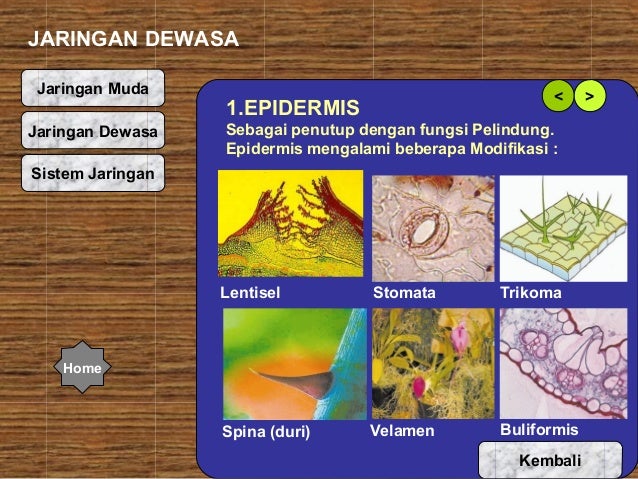 JARINGAN PADA TUMBUHAN