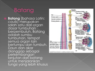 

Batang (bahasa Latin:
caulis) merupakan
salah satu dari organ
dasar tumbuhan
berpembuluh. Batang
adalah sumbu
tumbuhan, tempat
semua organ lain
bertumpu dan tumbuh.
Daun dan akar
dianggap sebagai
perkembangan
lanjutan dari batang
untuk menjalankan
fungsi yang lebih khusus

 