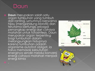 



Daun merupakan salah satu
organ tumbuhan yang tumbuh
dari ranting, umumnya berwarna
hijau (mengandung klorofil) dan
terutama berfungsi sebagai
penangkap energi dari cahaya
matahari untuk fotosintesis. Daun
merupakan organ terpenting
bagi tumbuhan dalam
melangsungkan hidupnya
karena tumbuhan adalah
organisme autotrof obligat, ia
harus memasok kebutuhan
energinya sendiri melalui konversi
energi cahaya matahari menjadi
energi kimia
.

 
