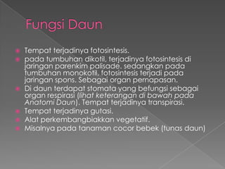 









Tempat terjadinya fotosintesis.
pada tumbuhan dikotil, terjadinya fotosintesis di
jaringan parenkim palisade. sedangkan pada
tumbuhan monokotil, fotosintesis terjadi pada
jaringan spons. Sebagai organ pernapasan.
Di daun terdapat stomata yang befungsi sebagai
organ respirasi (lihat keterangan di bawah pada
Anatomi Daun). Tempat terjadinya transpirasi.
Tempat terjadinya gutasi.
Alat perkembangbiakkan vegetatif.
Misalnya pada tanaman cocor bebek (tunas daun)

 