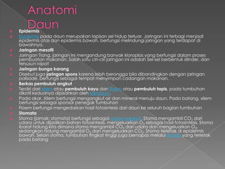 














Epidermis
Epidermis pada daun merupakan lapisan sel hidup terluar. Jaringan ini terbagi menjadi
epidermis atas dan epidermis bawah, berfungsi melindungi jaringan yang terdapat di
bawahnya.
Jaringan mesofil
Jaringan Tiang, jaringan ini mengandung banyak kloroplas yang berfungsi dalam proses
pembuatan makanan. Salah satu ciri-ciri jaringan ini adalah Sel-sel berbentuk silinder, dan
tersusun rapat
Jaringan bunga karang
Disebut juga jaringan spons karena lebih berongga bila dibandingkan dengan jaringan
palisade, berfungsi sebagai tempat menyimpan cadangan makanan.
Berkas pembuluh angkut
Terdiri dari xilem atau pembuluh kayu dan floem atau pembuluh tapis, pada tumbuhan
dikotil keduanya dipisahkan oleh kambium.
Pada akar, Xilem berfungsi mengangkut air dan mineral menuju daun. Pada batang, xilem
berfungsi sebagai sponsor penegak tumbuhan
Floem berfungsi mengedarkan hasil fotosintesis dari daun ke seluruh bagian tumbuhan
Stomata
Stoma (jamak: stomata) berfungsi sebagai organ respirasi. Stoma mengambil CO2 dari
udara untuk dijadikan bahan fotosintesis, mengeluarkan O2 sebagai hasil fotosintesis. Stoma
ibarat hidung kita dimana stoma mengambil CO2 dari udara dan mengeluarkan O2,
sedangkan hidung mengambil O2 dan mengeluarkan CO2. Stoma terletak di epidermis
bawah. Selain stoma, tumbuhan tingkat tinggi juga bernapas melalui lentisel yang terletak
pada batang

 