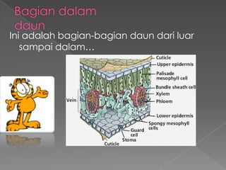 Ini adalah bagian-bagian daun dari luar
sampai dalam…

 