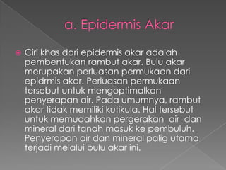 

Ciri khas dari epidermis akar adalah
pembentukan rambut akar. Bulu akar
merupakan perluasan permukaan dari
epidrmis akar. Perluasan permukaan
tersebut untuk mengoptimalkan
penyerapan air. Pada umumnya, rambut
akar tidak memiliki kutikula. Hal tersebut
untuk memudahkan pergerakan air dan
mineral dari tanah masuk ke pembuluh.
Penyerapan air dan mineral palig utama
terjadi melalui bulu akar ini.

 