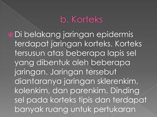  Di

belakang jaringan epidermis
terdapat jaringan korteks. Korteks
tersusun atas beberapa lapis sel
yang dibentuk oleh beberapa
jaringan. Jaringan tersebut
diantaranya jaringan sklerenkim,
kolenkim, dan parenkim. Dinding
sel pada korteks tipis dan terdapat
banyak ruang untuk pertukaran

 