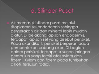 

Air memasuki silinder pusat melalui
sitoplasma sel endodermis sehingga
pergerakan air dan mineral lebih mudah
diatur. Di belakang lapisan endodermis,
terdapat lapisan sel yang disebut perisikel.
Pada akar dikotil, perisikel berperan pada
pembentukan cabang akar. Di bagian
dalam perisikel, terdapat susunan jaringan
pembuluh yang terdiri atas xylem dan
floem . Xylem dan floem pada tumbuhan
dikotil tersusun radial.

 
