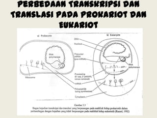 Perbedaan Transkripsi dan
Translasi pada Prokariot dan
Eukariot

 