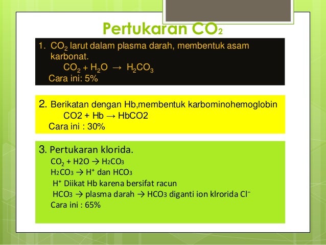 Sistem pernapasan Sistem pernapasan