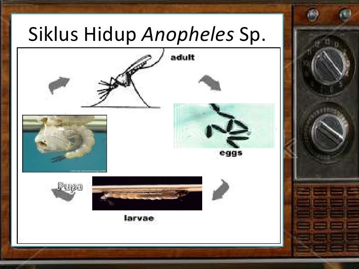Kel 5 plasmodium malariae