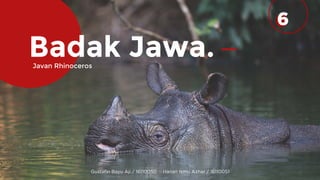 Badak Jawa.
Gustafin Bayu Aji / 16110050 Hanan Ismu Azhar / 16110051
6
Javan Rhinoceros
 