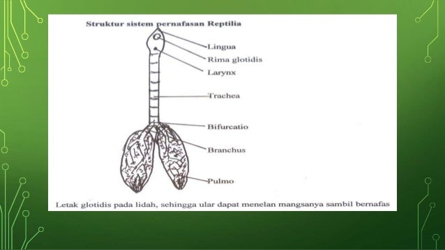 Kel 6 sistem respirasi vertebrata