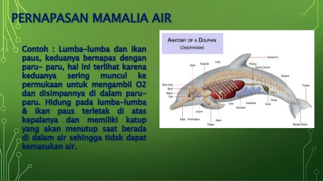 Kel 6 Sistem Respirasi Vertebrata