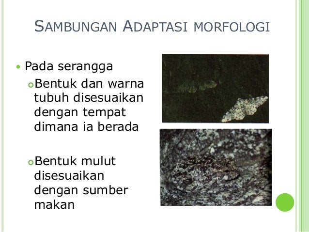 Kelangsungan hidup organisme Kelangsungan hidup organisme