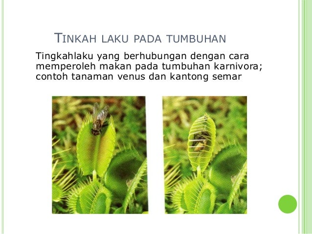 Kelangsungan hidup organisme Kelangsungan hidup organisme
