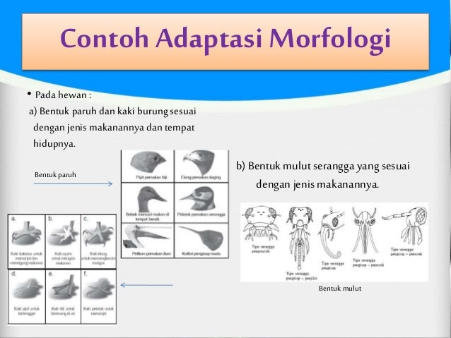 Kelangsungan hidup mahluk hidup