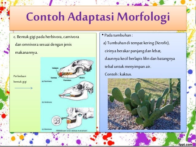  Contoh  Adaptasi Tumbuhan Xerofit  Pada Lingkungannya 