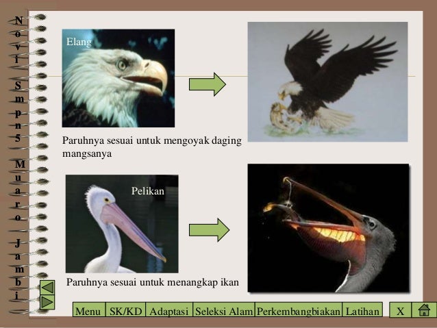 Kelangsungan Hidup Makhluk Hidup