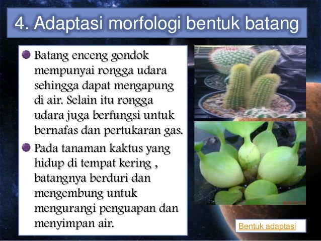 Kelangsungan hidup organisme