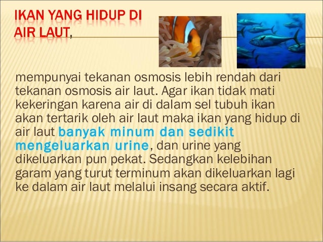 620 Koleksi Ikan Air Laut Banyak Minum Sedikit Urine Gratis