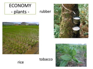 ECONOMY
- plants -
rice
rubber
tobacco
 
