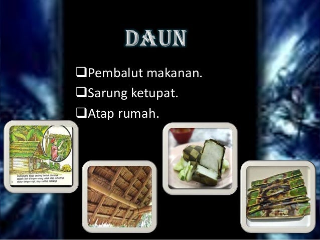 Kelapa dan 1001 kegunaannya Kelapa dan 1001 kegunaannya