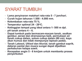 SYARAT TUMBUH
• Lama penyinaran matahari rata-rata 5 - 7 jam/hari.
• Curah hujan tahunan 1.500 - 4.000 mm.
• Kelembaban rata-rata 75 %.
• Temperatur optimal 24 - 28oC.
• Ketinggian tempat yang ideal antara 1- 500 m dpl.
• pH tanah antara 4 – 6.
• Dapat tumbuh pada bermacam-macam tanah, asalkan
gembur, aerasi dan drainasenya baik, permukaan air
tanah cukup dalam, solum cukup dalam (80 cm), kaya
akan humus dan tidak mempunyai lapisan padas.
• Tanah Latosol, Ultisol dan Aluvial, tanah gambut saprik,
dataran pantai dan muara sungai dapat dijadikan
perkebunan kelapa sawit.
• Kecepatan angin 5 - 6 km/jam untuk membantu proses
penyerbukan
 