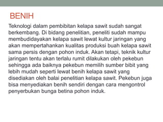 BENIH
Teknologi dalam pembibitan kelapa sawit sudah sangat
berkembang. Di bidang penelitian, peneliti sudah mampu
membudidayakan kelapa sawit lewat kultur jaringan yang
akan mempertahankan kualitas produksi buah kelapa sawit
sama persis dengan pohon induk. Akan tetapi, teknik kultur
jaringan tentu akan terlalu rumit dilakukan oleh pekebun
sehingga ada baiknya pekebun memilih sumber bibit yang
lebih mudah seperti lewat benih kelapa sawit yang
disediakan oleh balai penelitian kelapa sawit. Pekebun juga
bisa menyediakan benih sendiri dengan cara mengontrol
penyerbukan bunga betina pohon induk.
 