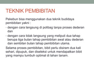 TEKNIK PEMBIBITAN
Pekebun bisa menggunakan dua teknik budidaya
pembibitan yakni :
• dengan cara langsung di polibag tanpa proses dederan
dan
• dengan cara tidak langsung yang meliputi dua tahap
berupa tiga bulan tahap pembibitan awal atau dederan
dan sembilan bulan tahap pembibitan utama.
Selama proses pembibitan, bibit perlu disiram dua kali
sehari, dipupuk, dan diseleksi untuk mendapatkan bibit
yang mampu tumbuh optimal di lahan tanam.
 