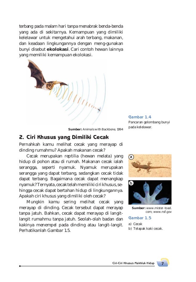 50 Gambar Burung Elang Dan Kelelawar HD