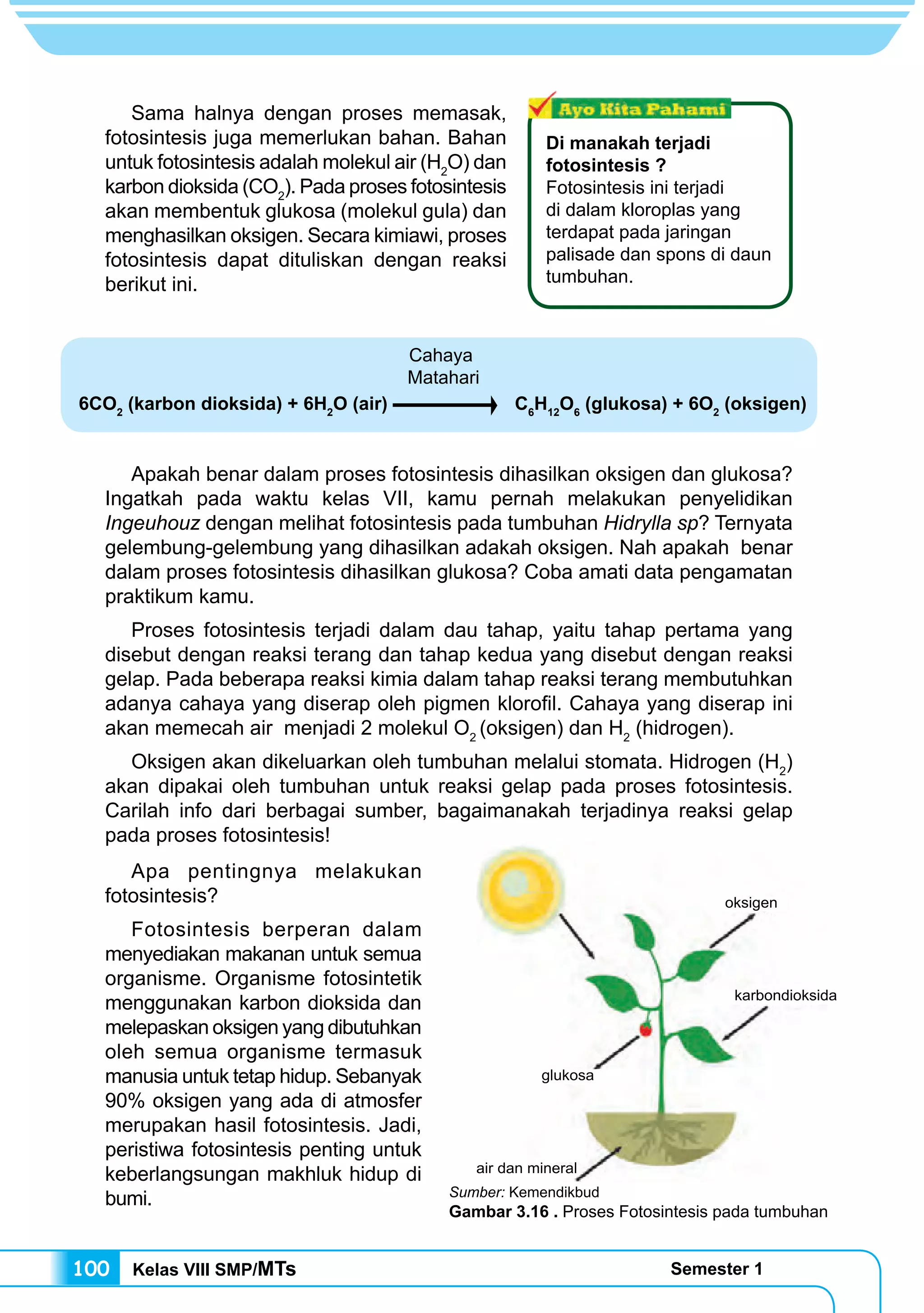 Kelas VIII SMP/MTs Semester 1100
Sama halnya dengan proses memasak,
fotosintesis juga memerlukan bahan. Bahan
untuk fotosintesis adalah molekul air (H2
O) dan
karbon dioksida (CO2
). Pada proses fotosintesis
akan membentuk glukosa (molekul gula) dan
menghasilkan oksigen. Secara kimiawi, proses
fotosintesis dapat dituliskan dengan reaksi
berikut ini.
Apakah benar dalam proses fotosintesis dihasilkan oksigen dan glukosa?
Ingatkah pada waktu kelas VII, kamu pernah melakukan penyelidikan
Ingeuhouz dengan melihat fotosintesis pada tumbuhan Hidrylla sp? Ternyata
gelembung-gelembung yang dihasilkan adakah oksigen. Nah apakah benar
dalam proses fotosintesis dihasilkan glukosa? Coba amati data pengamatan
praktikum kamu.
Proses fotosintesis terjadi dalam dau tahap, yaitu tahap pertama yang
disebut dengan reaksi terang dan tahap kedua yang disebut dengan reaksi
gelap. Pada beberapa reaksi kimia dalam tahap reaksi terang membutuhkan
adanya cahaya yang diserap oleh pigmen klorofil. Cahaya yang diserap ini
akan memecah air menjadi 2 molekul O2
(oksigen) dan H2
(hidrogen).
Oksigen akan dikeluarkan oleh tumbuhan melalui stomata. Hidrogen (H2
)
akan dipakai oleh tumbuhan untuk reaksi gelap pada proses fotosintesis.
Carilah info dari berbagai sumber, bagaimanakah terjadinya reaksi gelap
pada proses fotosintesis!
Di manakah terjadi
fotosintesis ?
Fotosintesis ini terjadi
di dalam kloroplas yang
terdapat pada jaringan
palisade dan spons di daun
tumbuhan.
6CO2
(karbon dioksida) + 6H2
O (air) 		 C6
H12
O6
(glukosa) + 6O2
(oksigen)
Cahaya
Matahari
Sumber: Kemendikbud
Gambar 3.16 . Proses Fotosintesis pada tumbuhan
oksigen
karbondioksida
glukosa
air dan mineral
Apa pentingnya melakukan
fotosintesis?
Fotosintesis berperan dalam
menyediakan makanan untuk semua
organisme. Organisme fotosintetik
menggunakan karbon dioksida dan
melepaskan oksigen yang dibutuhkan
oleh semua organisme termasuk
manusia untuk tetap hidup. Sebanyak
90% oksigen yang ada di atmosfer
merupakan hasil fotosintesis. Jadi,
peristiwa fotosintesis penting untuk
keberlangsungan makhluk hidup di
bumi.
 
