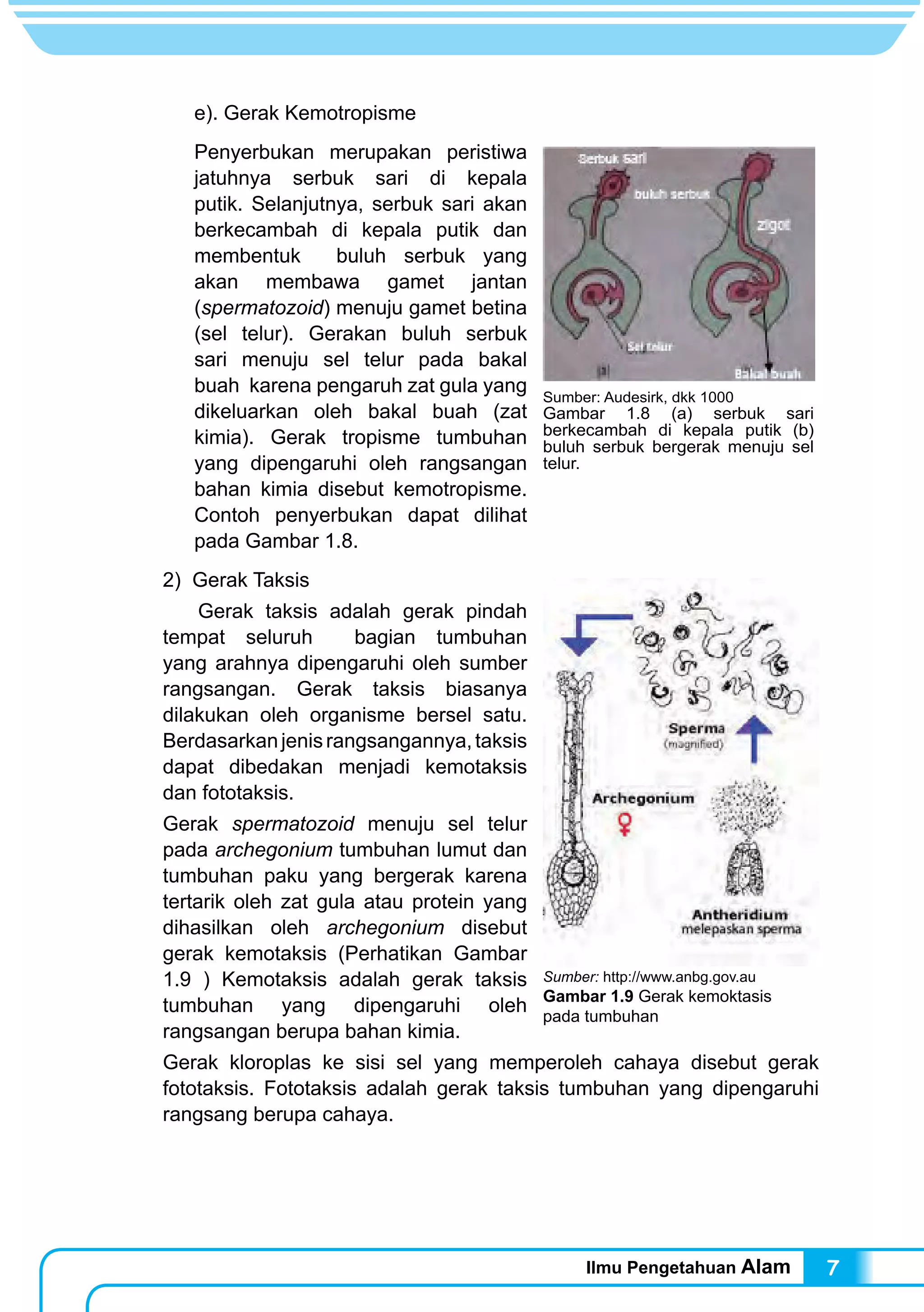 Ilmu Pengetahuan Alam 7
e). Gerak Kemotropisme
Penyerbukan merupakan peristiwa
jatuhnya serbuk sari di kepala
putik. Selanjutnya, serbuk sari akan
berkecambah di kepala putik dan
membentuk buluh serbuk yang
akan membawa gamet jantan
(spermatozoid) menuju gamet betina
(sel telur). Gerakan buluh serbuk
sari menuju sel telur pada bakal
buah karena pengaruh zat gula yang
dikeluarkan oleh bakal buah (zat
kimia). Gerak tropisme tumbuhan
yang dipengaruhi oleh rangsangan
bahan kimia disebut kemotropisme.
Contoh penyerbukan dapat dilihat
pada Gambar 1.8.
2) Gerak Taksis
	 Gerak taksis adalah gerak pindah
tempat seluruh bagian tumbuhan
yang arahnya dipengaruhi oleh sumber
rangsangan. Gerak taksis biasanya
dilakukan oleh organisme bersel satu.
Berdasarkanjenisrangsangannya,taksis
dapat dibedakan menjadi kemotaksis
dan fototaksis.
Gerak spermatozoid menuju sel telur
pada archegonium tumbuhan lumut dan
tumbuhan paku yang bergerak karena
tertarik oleh zat gula atau protein yang
dihasilkan oleh archegonium disebut
gerak kemotaksis (Perhatikan Gambar
1.9 ) Kemotaksis adalah gerak taksis
tumbuhan yang dipengaruhi oleh
rangsangan berupa bahan kimia.
Gerak kloroplas ke sisi sel yang memperoleh cahaya disebut gerak
fototaksis. Fototaksis adalah gerak taksis tumbuhan yang dipengaruhi
rangsang berupa cahaya.
Sumber: Audesirk, dkk 1000
Gambar 1.8 (a) serbuk sari
berkecambah di kepala putik (b)
buluh serbuk bergerak menuju sel
telur.
Sumber: http://www.anbg.gov.au
Gambar 1.9 Gerak kemoktasis
pada tumbuhan
 