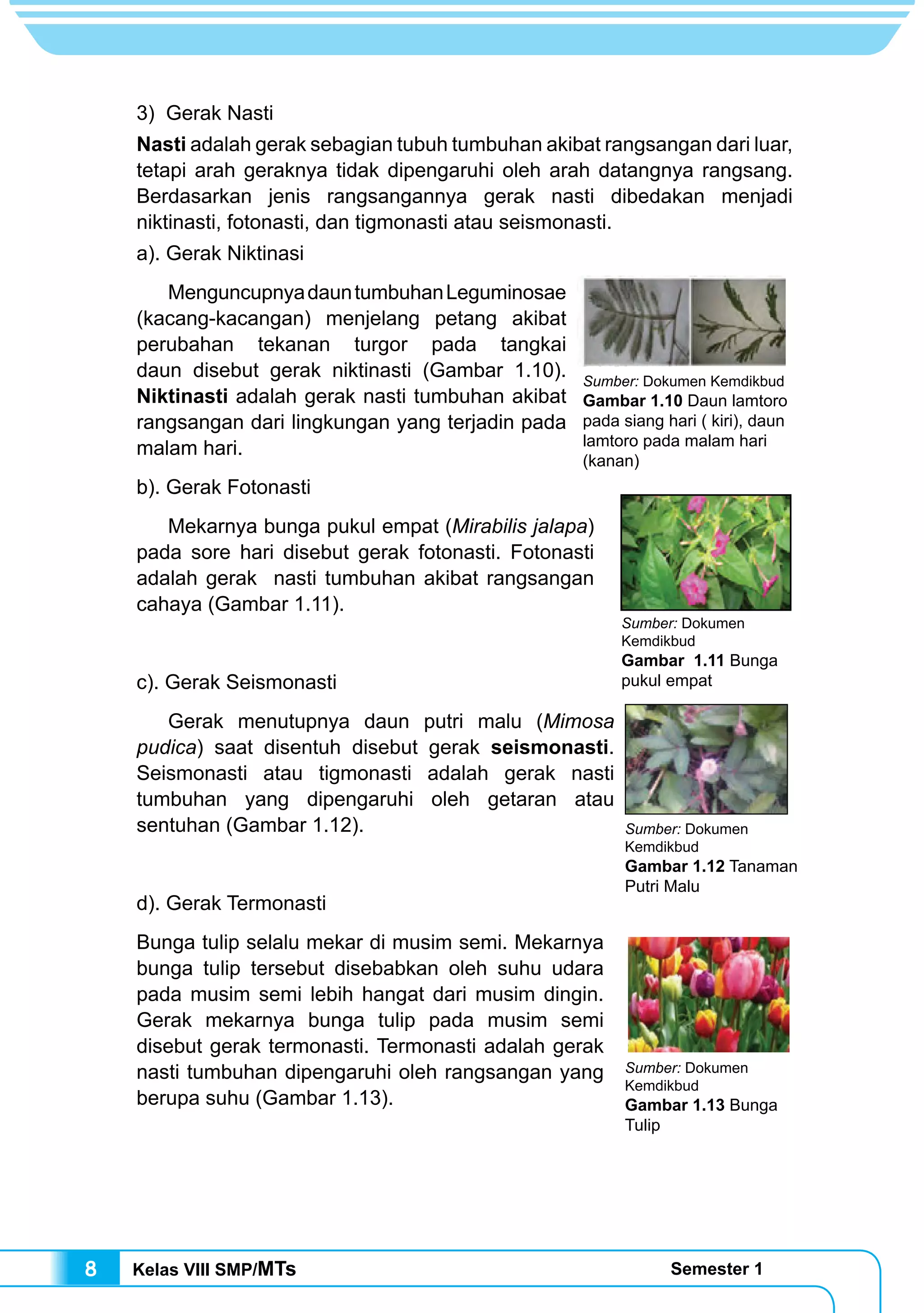 Kelas VIII SMP/MTs Semester 18
3) Gerak Nasti
Nasti adalah gerak sebagian tubuh tumbuhan akibat rangsangan dari luar,
tetapi arah geraknya tidak dipengaruhi oleh arah datangnya rangsang.
Berdasarkan jenis rangsangannya gerak nasti dibedakan menjadi
niktinasti, fotonasti, dan tigmonasti atau seismonasti.
a). Gerak Niktinasi
	 MenguncupnyadauntumbuhanLeguminosae
(kacang-kacangan) menjelang petang akibat
perubahan tekanan turgor pada tangkai
daun disebut gerak niktinasti (Gambar 1.10).
Niktinasti adalah gerak nasti tumbuhan akibat
rangsangan dari lingkungan yang terjadin pada
malam hari.
b). Gerak Fotonasti
	 Mekarnya bunga pukul empat (Mirabilis jalapa)
pada sore hari disebut gerak fotonasti. Fotonasti
adalah gerak nasti tumbuhan akibat rangsangan
cahaya (Gambar 1.11).
c). Gerak Seismonasti
	 Gerak menutupnya daun putri malu (Mimosa
pudica) saat disentuh disebut gerak seismonasti.
Seismonasti atau tigmonasti adalah gerak nasti
tumbuhan yang dipengaruhi oleh getaran atau
sentuhan (Gambar 1.12).
d). Gerak Termonasti
Bunga tulip selalu mekar di musim semi. Mekarnya
bunga tulip tersebut disebabkan oleh suhu udara
pada musim semi lebih hangat dari musim dingin.
Gerak mekarnya bunga tulip pada musim semi
disebut gerak termonasti. Termonasti adalah gerak
nasti tumbuhan dipengaruhi oleh rangsangan yang
berupa suhu (Gambar 1.13).
Sumber: Dokumen
Kemdikbud
Gambar 1.13 Bunga
Tulip
Sumber: Dokumen
Kemdikbud
Gambar 1.12 Tanaman
Putri Malu
Sumber: Dokumen
Kemdikbud
Gambar 1.11 Bunga
pukul empat
Sumber: Dokumen Kemdikbud
Gambar 1.10 Daun lamtoro
pada siang hari ( kiri), daun
lamtoro pada malam hari
(kanan)
 