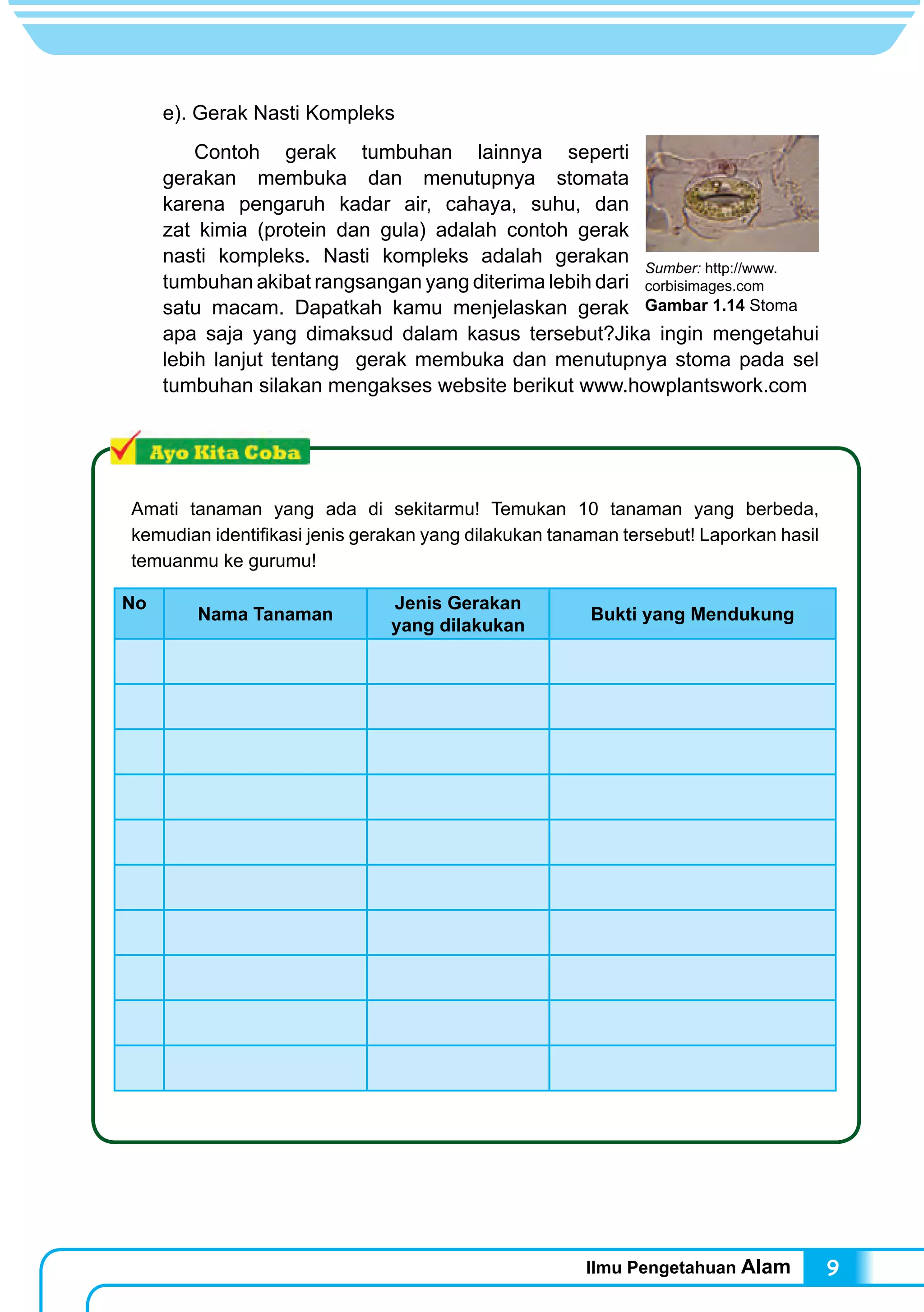 Ilmu Pengetahuan Alam 9
e). Gerak Nasti Kompleks
	 Contoh gerak tumbuhan lainnya seperti
gerakan membuka dan menutupnya stomata
karena pengaruh kadar air, cahaya, suhu, dan
zat kimia (protein dan gula) adalah contoh gerak
nasti kompleks. Nasti kompleks adalah gerakan
tumbuhan akibat rangsangan yang diterima lebih dari
satu macam. Dapatkah kamu menjelaskan gerak
apa saja yang dimaksud dalam kasus tersebut?Jika ingin mengetahui
lebih lanjut tentang gerak membuka dan menutupnya stoma pada sel
tumbuhan silakan mengakses website berikut www.howplantswork.com
Amati tanaman yang ada di sekitarmu! Temukan 10 tanaman yang berbeda,
kemudian identifikasi jenis gerakan yang dilakukan tanaman tersebut! Laporkan hasil
temuanmu ke gurumu!
No	
Nama Tanaman
Jenis Gerakan
yang dilakukan
Bukti yang Mendukung
Sumber: http://www.
corbisimages.com
Gambar 1.14 Stoma
 