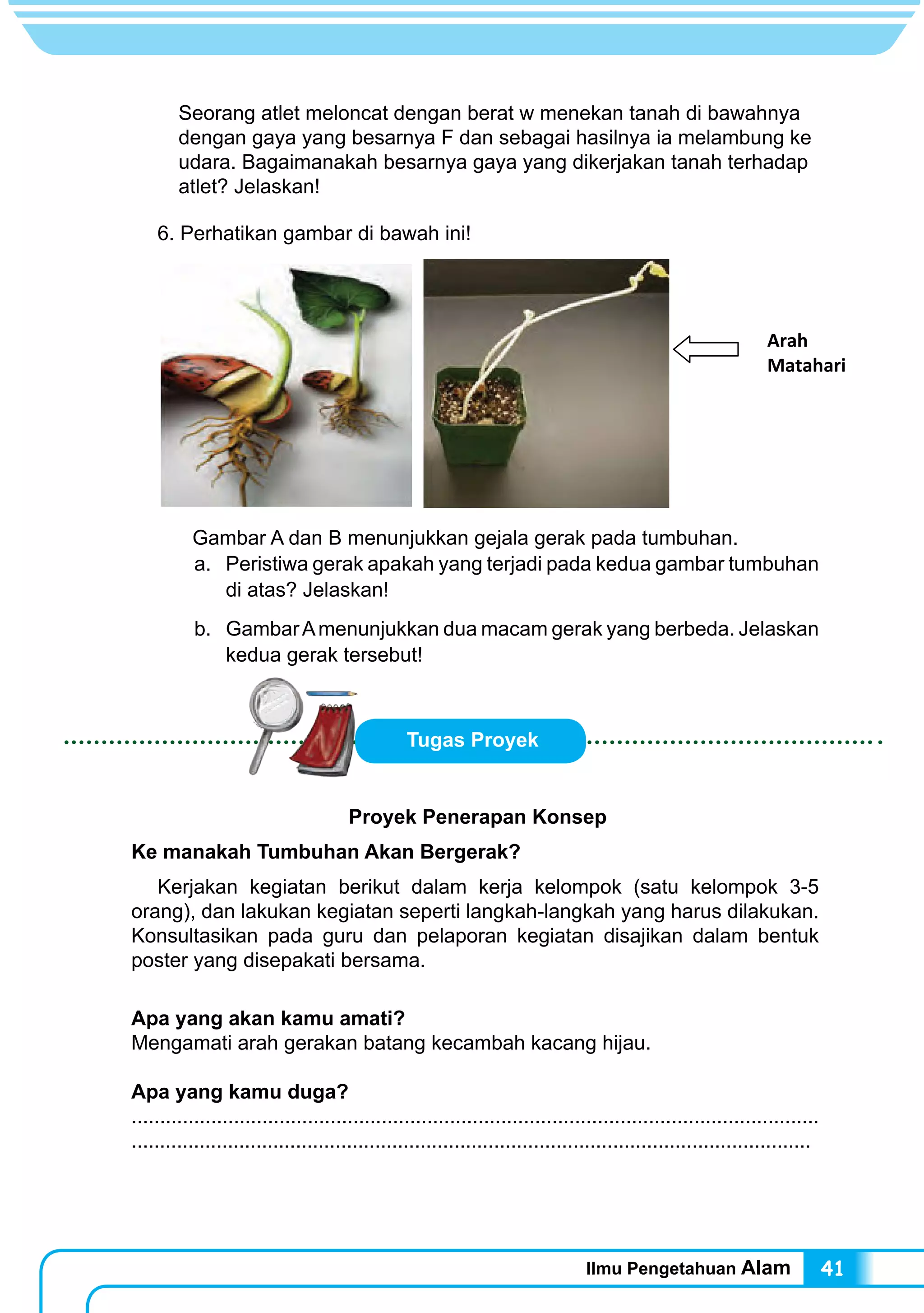 Ilmu Pengetahuan Alam 41
Arah
Matahari
Tugas Proyek
	 Seorang atlet meloncat dengan berat w menekan tanah di bawahnya
dengan gaya yang besarnya F dan sebagai hasilnya ia melambung ke
udara. Bagaimanakah besarnya gaya yang dikerjakan tanah terhadap
atlet? Jelaskan!
6. Perhatikan gambar di bawah ini!
Gambar A dan B menunjukkan gejala gerak pada tumbuhan.
a.	 Peristiwa gerak apakah yang terjadi pada kedua gambar tumbuhan
di atas? Jelaskan!
b.	 GambarAmenunjukkan dua macam gerak yang berbeda. Jelaskan
kedua gerak tersebut!
Proyek Penerapan Konsep
Ke manakah Tumbuhan Akan Bergerak?
Kerjakan kegiatan berikut dalam kerja kelompok (satu kelompok 3-5
orang), dan lakukan kegiatan seperti langkah-langkah yang harus dilakukan.
Konsultasikan pada guru dan pelaporan kegiatan disajikan dalam bentuk
poster yang disepakati bersama.
Apa yang akan kamu amati?
Mengamati arah gerakan batang kecambah kacang hijau.
Apa yang kamu duga?
.........................................................................................................................
........................................................................................................................
 