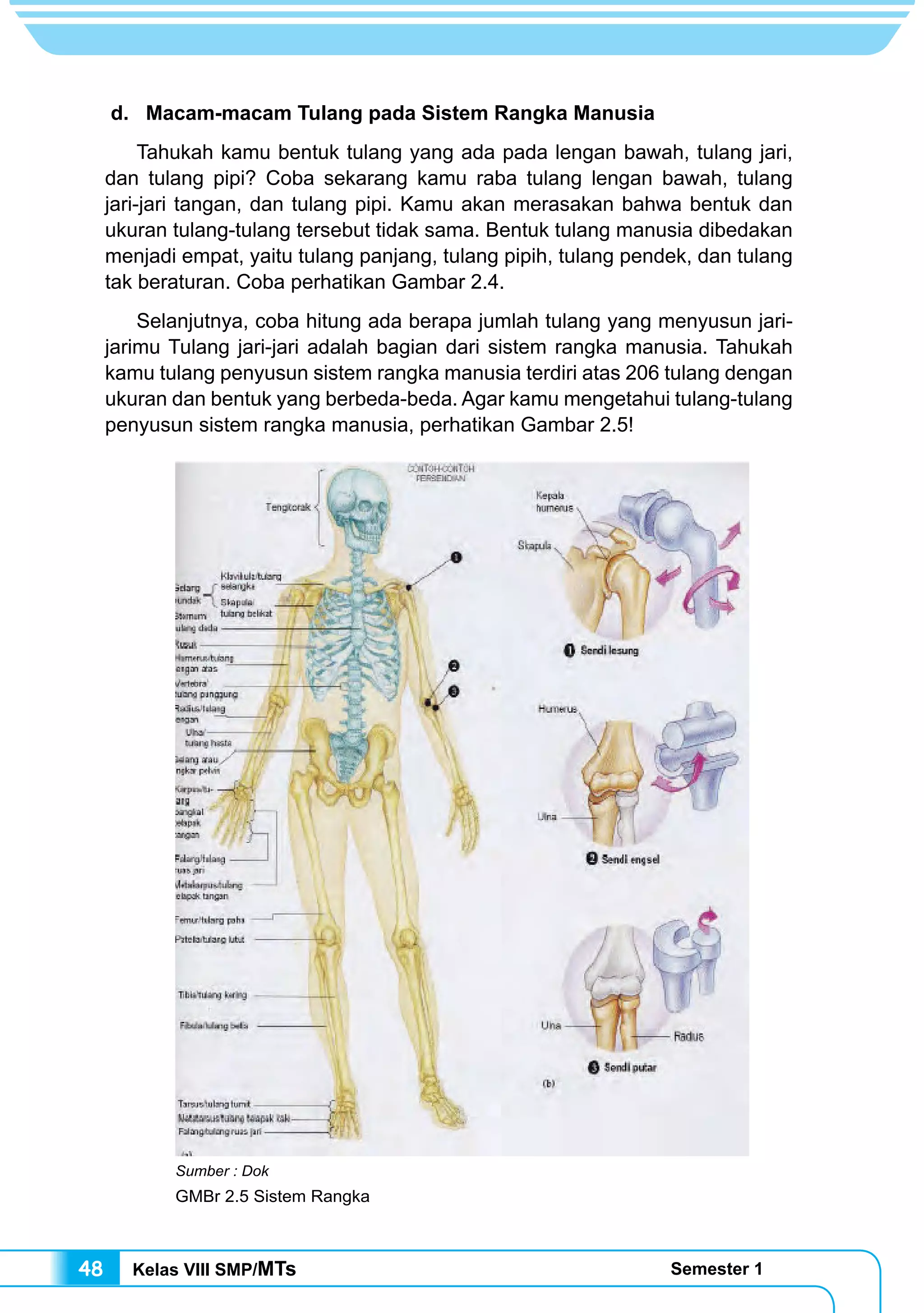 Kelas VIII SMP/MTs Semester 148
d. Macam-macam Tulang pada Sistem Rangka Manusia
	 Tahukah kamu bentuk tulang yang ada pada lengan bawah, tulang jari,
dan tulang pipi? Coba sekarang kamu raba tulang lengan bawah, tulang
jari-jari tangan, dan tulang pipi. Kamu akan merasakan bahwa bentuk dan
ukuran tulang-tulang tersebut tidak sama. Bentuk tulang manusia dibedakan
menjadi empat, yaitu tulang panjang, tulang pipih, tulang pendek, dan tulang
tak beraturan. Coba perhatikan Gambar 2.4.
	 Selanjutnya, coba hitung ada berapa jumlah tulang yang menyusun jari-
jarimu Tulang jari-jari adalah bagian dari sistem rangka manusia. Tahukah
kamu tulang penyusun sistem rangka manusia terdiri atas 206 tulang dengan
ukuran dan bentuk yang berbeda-beda. Agar kamu mengetahui tulang-tulang
penyusun sistem rangka manusia, perhatikan Gambar 2.5!
Sumber : Dok
GMBr 2.5 Sistem Rangka
 