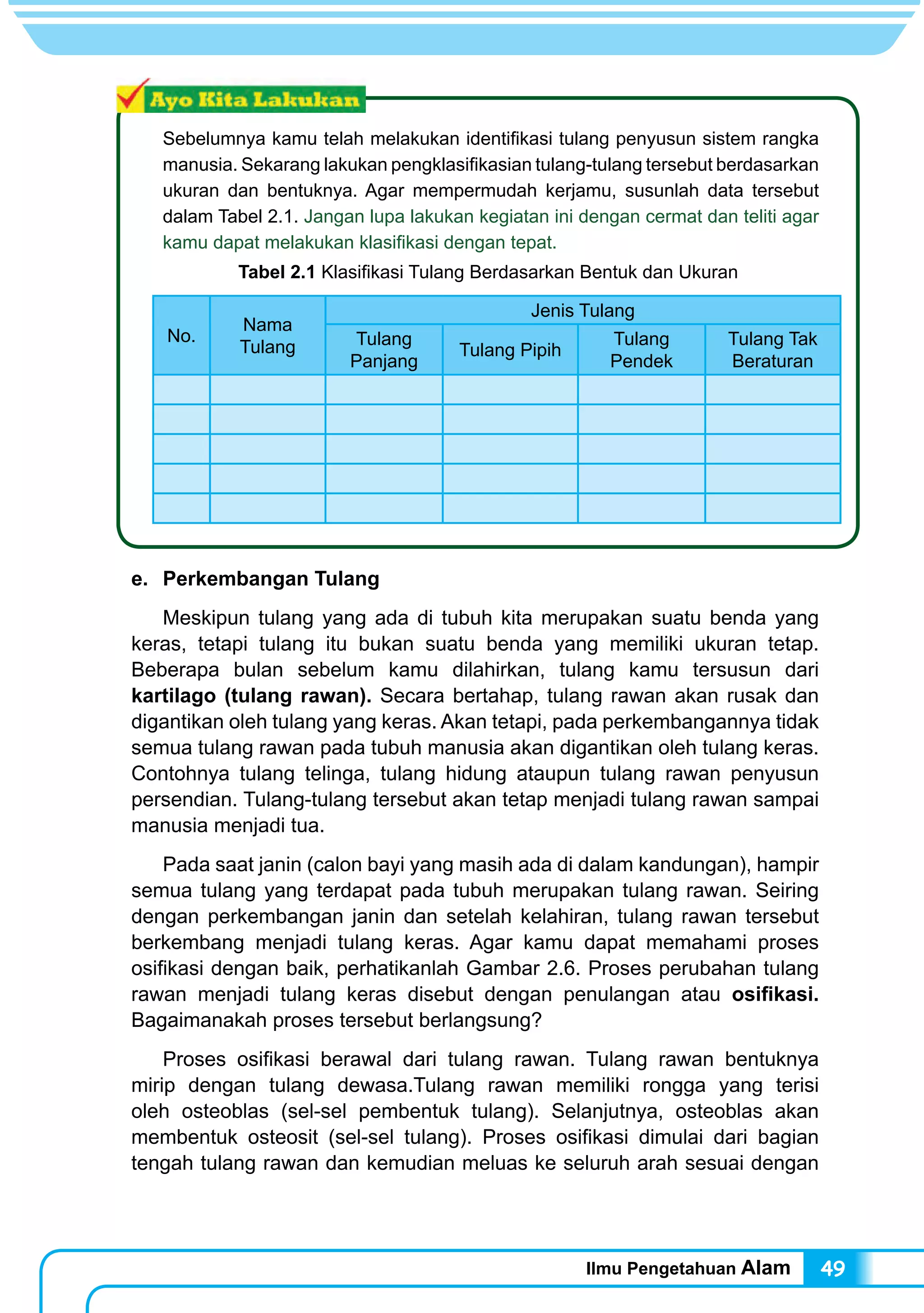 Ilmu Pengetahuan Alam 49
Sebelumnya kamu telah melakukan identifikasi tulang penyusun sistem rangka
manusia. Sekarang lakukan pengklasifikasian tulang-tulang tersebut berdasarkan
ukuran dan bentuknya. Agar mempermudah kerjamu, susunlah data tersebut
dalam Tabel 2.1. Jangan lupa lakukan kegiatan ini dengan cermat dan teliti agar
kamu dapat melakukan klasifikasi dengan tepat.
Tabel 2.1 Klasifikasi Tulang Berdasarkan Bentuk dan Ukuran
No.
Nama
Tulang
Jenis Tulang
Tulang
Panjang
Tulang Pipih
Tulang
Pendek
Tulang Tak
Beraturan
e. 	 Perkembangan Tulang
	 Meskipun tulang yang ada di tubuh kita merupakan suatu benda yang
keras, tetapi tulang itu bukan suatu benda yang memiliki ukuran tetap.
Beberapa bulan sebelum kamu dilahirkan, tulang kamu tersusun dari
kartilago (tulang rawan). Secara bertahap, tulang rawan akan rusak dan
digantikan oleh tulang yang keras. Akan tetapi, pada perkembangannya tidak
semua tulang rawan pada tubuh manusia akan digantikan oleh tulang keras.
Contohnya tulang telinga, tulang hidung ataupun tulang rawan penyusun
persendian. Tulang-tulang tersebut akan tetap menjadi tulang rawan sampai
manusia menjadi tua.
	 Pada saat janin (calon bayi yang masih ada di dalam kandungan), hampir
semua tulang yang terdapat pada tubuh merupakan tulang rawan. Seiring
dengan perkembangan janin dan setelah kelahiran, tulang rawan tersebut
berkembang menjadi tulang keras. Agar kamu dapat memahami proses
osifikasi dengan baik, perhatikanlah Gambar 2.6. Proses perubahan tulang
rawan menjadi tulang keras disebut dengan penulangan atau osifikasi.
Bagaimanakah proses tersebut berlangsung?
	 Proses osifikasi berawal dari tulang rawan. Tulang rawan bentuknya
mirip dengan tulang dewasa.Tulang rawan memiliki rongga yang terisi
oleh osteoblas (sel-sel pembentuk tulang). Selanjutnya, osteoblas akan
membentuk osteosit (sel-sel tulang). Proses osifikasi dimulai dari bagian
tengah tulang rawan dan kemudian meluas ke seluruh arah sesuai dengan
 