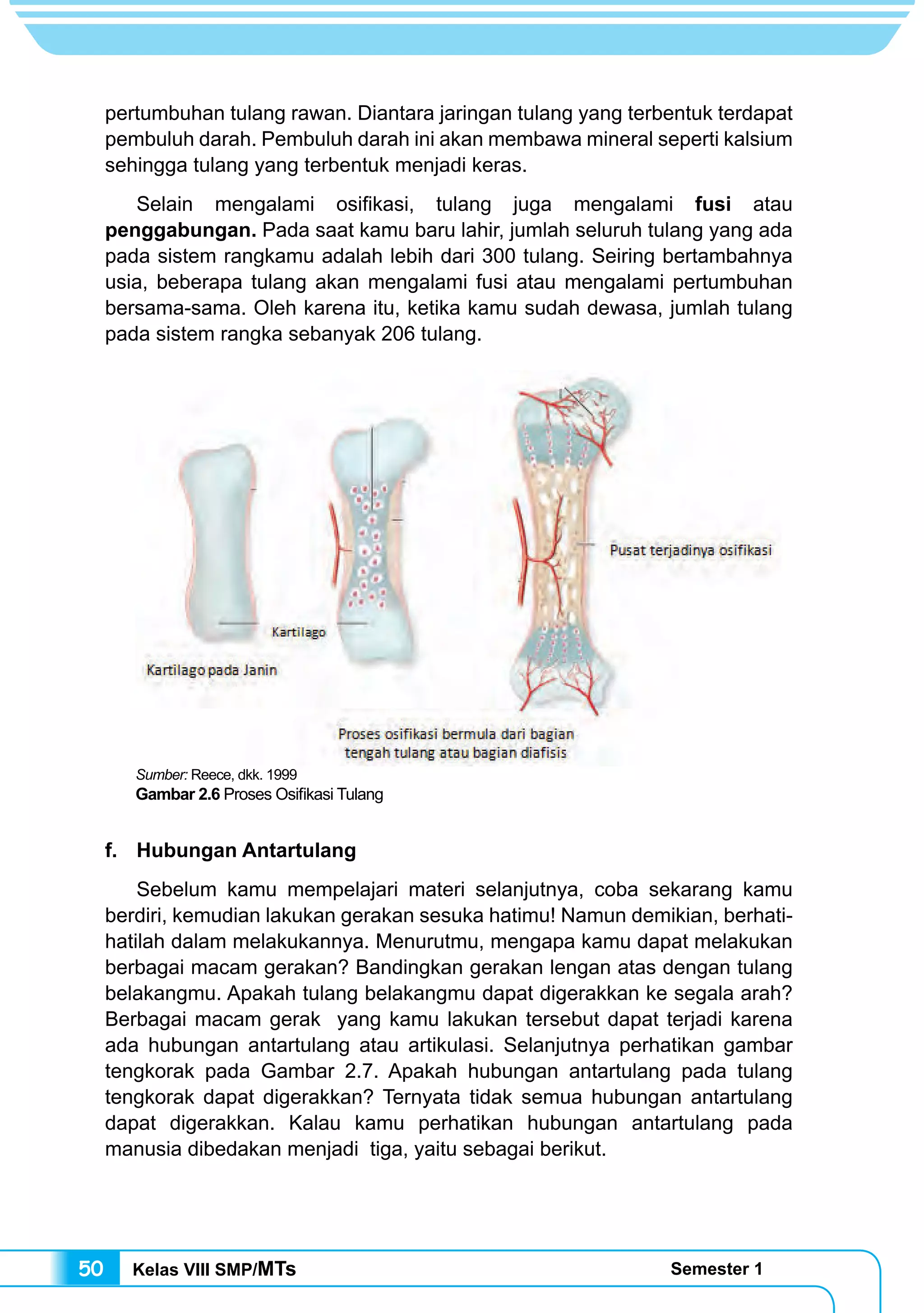 Kelas VIII SMP/MTs Semester 150
pertumbuhan tulang rawan. Diantara jaringan tulang yang terbentuk terdapat
pembuluh darah. Pembuluh darah ini akan membawa mineral seperti kalsium
sehingga tulang yang terbentuk menjadi keras.
	 Selain mengalami osifikasi, tulang juga mengalami fusi atau
penggabungan. Pada saat kamu baru lahir, jumlah seluruh tulang yang ada
pada sistem rangkamu adalah lebih dari 300 tulang. Seiring bertambahnya
usia, beberapa tulang akan mengalami fusi atau mengalami pertumbuhan
bersama-sama. Oleh karena itu, ketika kamu sudah dewasa, jumlah tulang
pada sistem rangka sebanyak 206 tulang.
f. 	 Hubungan Antartulang
	 Sebelum kamu mempelajari materi selanjutnya, coba sekarang kamu
berdiri, kemudian lakukan gerakan sesuka hatimu! Namun demikian, berhati-
hatilah dalam melakukannya. Menurutmu, mengapa kamu dapat melakukan
berbagai macam gerakan? Bandingkan gerakan lengan atas dengan tulang
belakangmu. Apakah tulang belakangmu dapat digerakkan ke segala arah?
Berbagai macam gerak yang kamu lakukan tersebut dapat terjadi karena
ada hubungan antartulang atau artikulasi. Selanjutnya perhatikan gambar
tengkorak pada Gambar 2.7. Apakah hubungan antartulang pada tulang
tengkorak dapat digerakkan? Ternyata tidak semua hubungan antartulang
dapat digerakkan. Kalau kamu perhatikan hubungan antartulang pada
manusia dibedakan menjadi tiga, yaitu sebagai berikut.
Sumber: Reece, dkk. 1999
Gambar 2.6 Proses Osifikasi Tulang
 