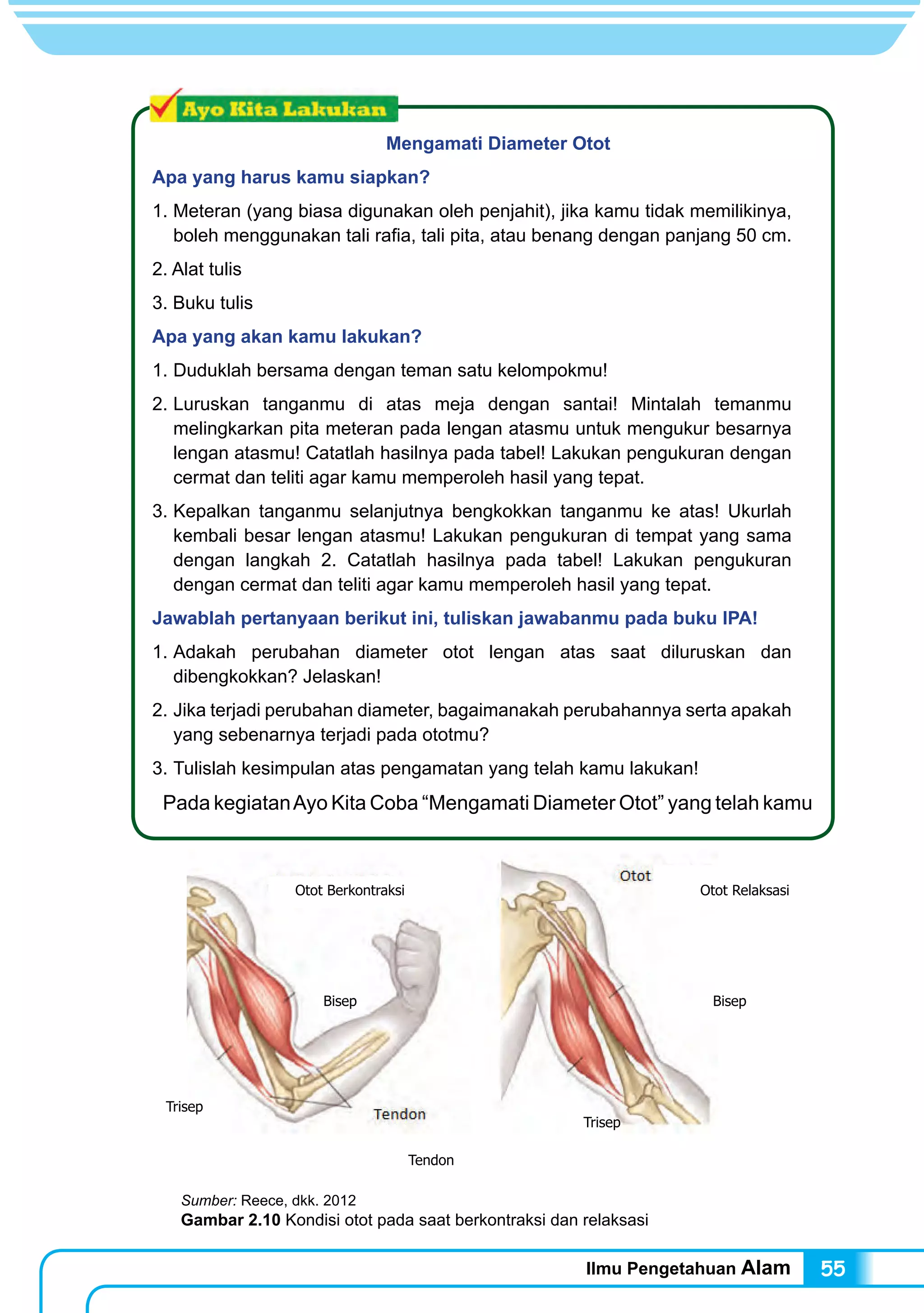 Ilmu Pengetahuan Alam 55
Mengamati Diameter Otot
Apa yang harus kamu siapkan?
1. Meteran (yang biasa digunakan oleh penjahit), jika kamu tidak memilikinya,
boleh menggunakan tali rafia, tali pita, atau benang dengan panjang 50 cm.
2. Alat tulis
3. Buku tulis
Apa yang akan kamu lakukan?
1.	Duduklah bersama dengan teman satu kelompokmu!
2.	Luruskan tanganmu di atas meja dengan santai! Mintalah temanmu
melingkarkan pita meteran pada lengan atasmu untuk mengukur besarnya
lengan atasmu! Catatlah hasilnya pada tabel! Lakukan pengukuran dengan
cermat dan teliti agar kamu memperoleh hasil yang tepat.
3.	Kepalkan tanganmu selanjutnya bengkokkan tanganmu ke atas! Ukurlah
kembali besar lengan atasmu! Lakukan pengukuran di tempat yang sama
dengan langkah 2. Catatlah hasilnya pada tabel! Lakukan pengukuran
dengan cermat dan teliti agar kamu memperoleh hasil yang tepat.
Jawablah pertanyaan berikut ini, tuliskan jawabanmu pada buku IPA!
1.	Adakah perubahan diameter otot lengan atas saat diluruskan dan
dibengkokkan? Jelaskan!
2.	Jika terjadi perubahan diameter, bagaimanakah perubahannya serta apakah
yang sebenarnya terjadi pada ototmu?
3.	Tulislah kesimpulan atas pengamatan yang telah kamu lakukan!
	 Pada kegiatanAyo Kita Coba “Mengamati Diameter Otot” yang telah kamu
Sumber: Reece, dkk. 2012
Gambar 2.10 Kondisi otot pada saat berkontraksi dan relaksasi
BisepBisep
Trisep
Trisep
Tendon
Otot Berkontraksi Otot Relaksasi
 