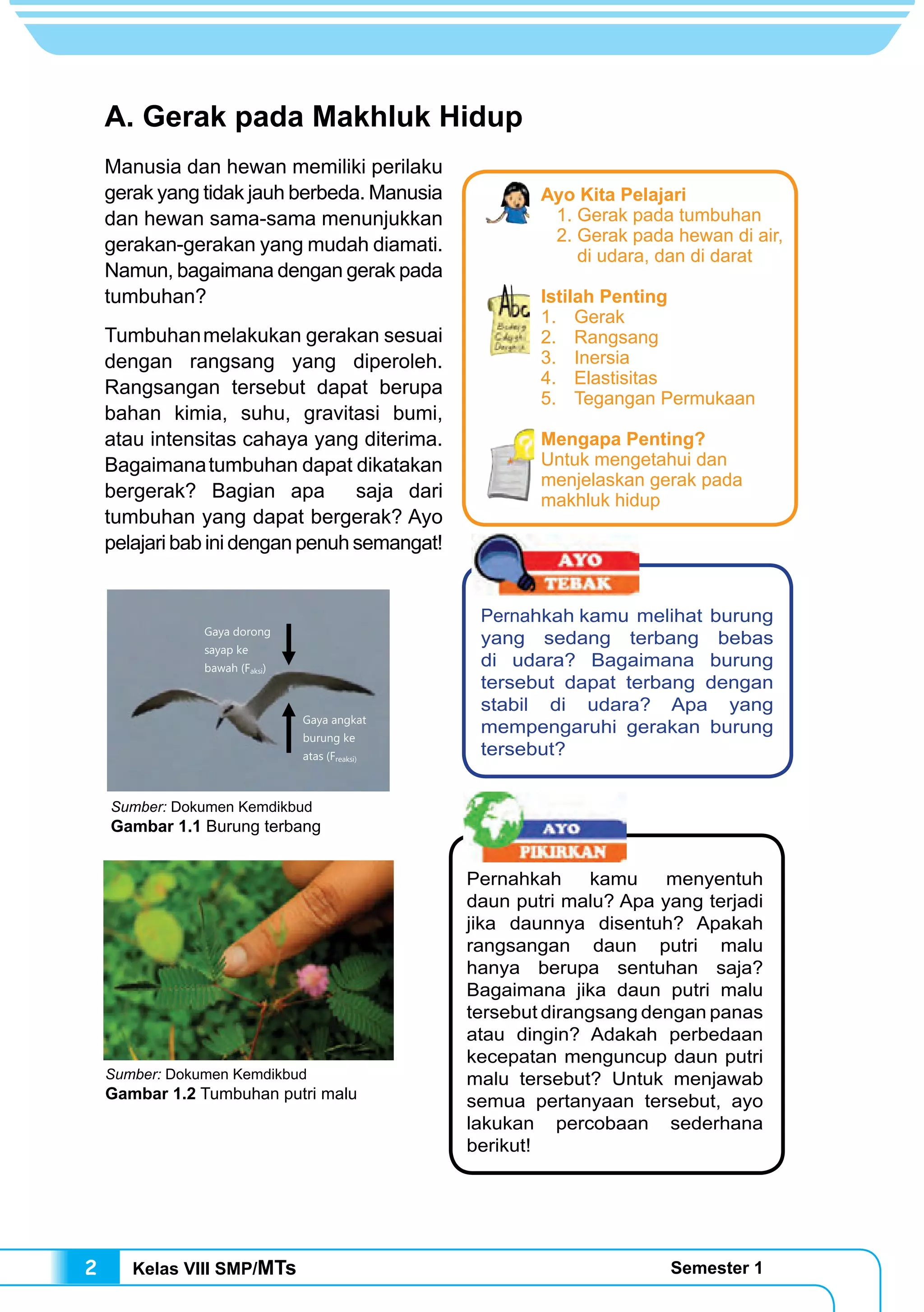 Kelas VIII SMP/MTs Semester 12
A. Gerak pada Makhluk Hidup
Manusia dan hewan memiliki perilaku
gerak yang tidak jauh berbeda. Manusia
dan hewan sama-sama menunjukkan
gerakan-gerakan yang mudah diamati.
Namun, bagaimana dengan gerak pada
tumbuhan?
Tumbuhanmelakukan gerakan sesuai
dengan rangsang yang diperoleh.
Rangsangan tersebut dapat berupa
bahan kimia, suhu, gravitasi bumi,
atau intensitas cahaya yang diterima.
Bagaimanatumbuhan dapat dikatakan
bergerak? Bagian apa saja dari
tumbuhan yang dapat bergerak? Ayo
pelajari bab ini dengan penuh semangat!
Pernahkah kamu melihat burung
yang sedang terbang bebas
di udara? Bagaimana burung
tersebut dapat terbang dengan
stabil di udara? Apa yang
mempengaruhi gerakan burung
tersebut?
Pernahkah kamu menyentuh
daun putri malu? Apa yang terjadi
jika daunnya disentuh? Apakah
rangsangan daun putri malu
hanya berupa sentuhan saja?
Bagaimana jika daun putri malu
tersebut dirangsang dengan panas
atau dingin? Adakah perbedaan
kecepatan menguncup daun putri
malu tersebut? Untuk menjawab
semua pertanyaan tersebut, ayo
lakukan percobaan sederhana
berikut!
Sumber: Dokumen Kemdikbud
Gambar 1.2 Tumbuhan putri malu
Sumber: Dokumen Kemdikbud
Gambar 1.1 Burung terbang
Gaya dorong
sayap ke
bawah (Faksi)
Gaya angkat
burung ke
atas (Freaksi)
Ayo Kita Pelajari
	 1. Gerak pada tumbuhan
	 2. Gerak pada hewan di air,
di udara, dan di darat
Istilah Penting
1.	 Gerak
2.	 Rangsang
3.	 Inersia
4.	 Elastisitas
5.	 Tegangan Permukaan
Mengapa Penting?
Untuk mengetahui dan
menjelaskan gerak pada
makhluk hidup
 