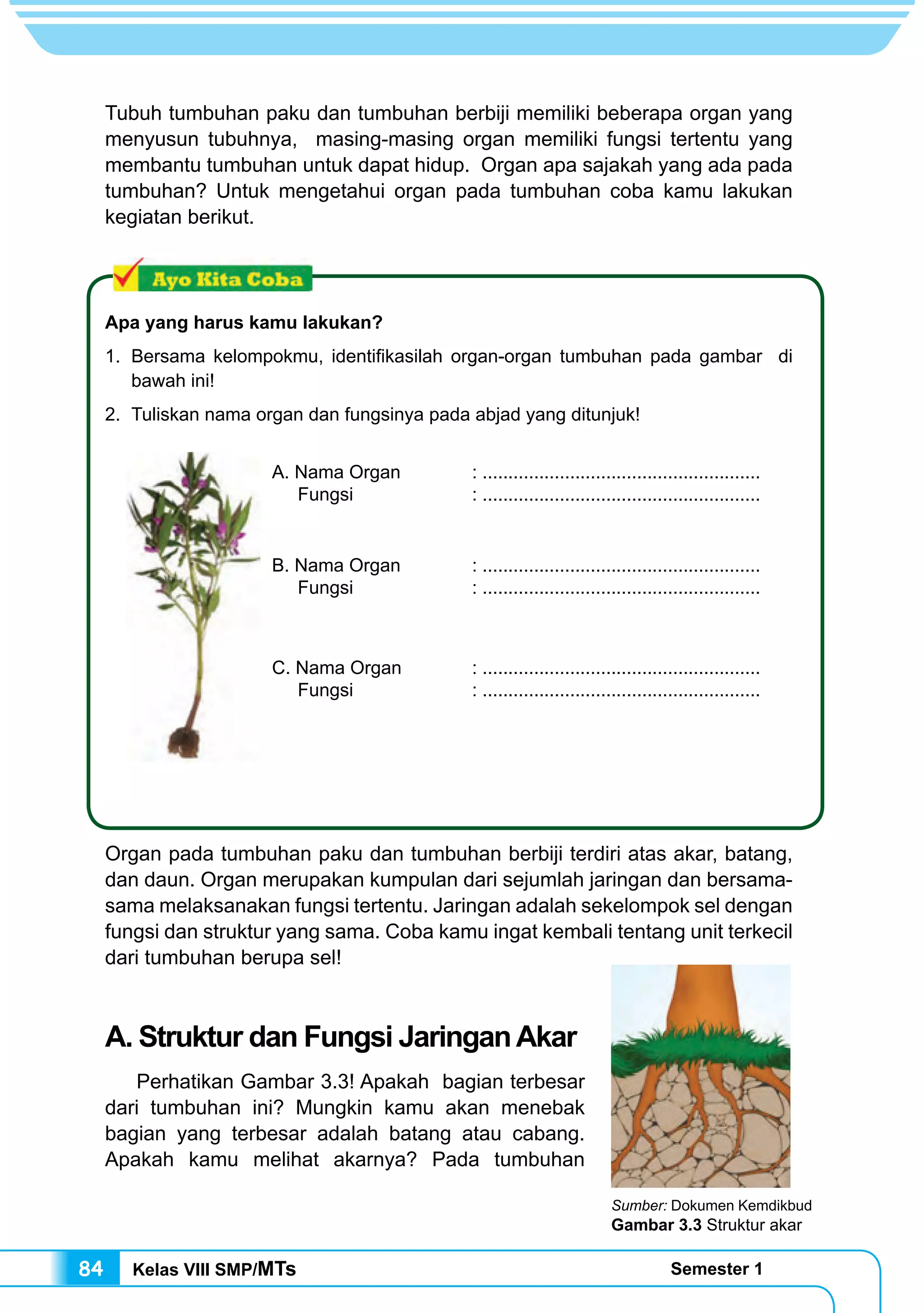 Kelas VIII SMP/MTs Semester 184
Tubuh tumbuhan paku dan tumbuhan berbiji memiliki beberapa organ yang
menyusun tubuhnya, masing-masing organ memiliki fungsi tertentu yang
membantu tumbuhan untuk dapat hidup. Organ apa sajakah yang ada pada
tumbuhan? Untuk mengetahui organ pada tumbuhan coba kamu lakukan
kegiatan berikut.
Apa yang harus kamu lakukan?
1.	 Bersama kelompokmu, identifikasilah organ-organ tumbuhan pada gambar di
bawah ini!
2.	 Tuliskan nama organ dan fungsinya pada abjad yang ditunjuk!	 	
Organ pada tumbuhan paku dan tumbuhan berbiji terdiri atas akar, batang,
dan daun. Organ merupakan kumpulan dari sejumlah jaringan dan bersama-
sama melaksanakan fungsi tertentu. Jaringan adalah sekelompok sel dengan
fungsi dan struktur yang sama. Coba kamu ingat kembali tentang unit terkecil
dari tumbuhan berupa sel!
A. Struktur dan Fungsi JaringanAkar
	 Perhatikan Gambar 3.3! Apakah bagian terbesar
dari tumbuhan ini? Mungkin kamu akan menebak
bagian yang terbesar adalah batang atau cabang.
Apakah kamu melihat akarnya? Pada tumbuhan
A. Nama Organ		 : ......................................................
Fungsi 	 : ......................................................
B. Nama Organ		 : ......................................................
Fungsi 	 : ......................................................
C. Nama Organ		 : ......................................................
Fungsi 	 : ......................................................
Sumber: Dokumen Kemdikbud
Gambar 3.3 Struktur akar
 