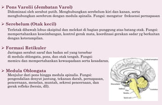 [Kelas 11] PPT Sistem Koordinasi pada manusia.pdf