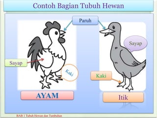Contoh Bagian Tubuh Hewan
BAB 1 Tubuh Hewan dan Tumbuhan
AYAM
Sayap
Paruh
Sayap
Kaki
Itik
 