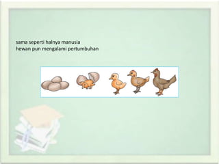 sama seperti halnya manusia
hewan pun mengalami pertumbuhan
 