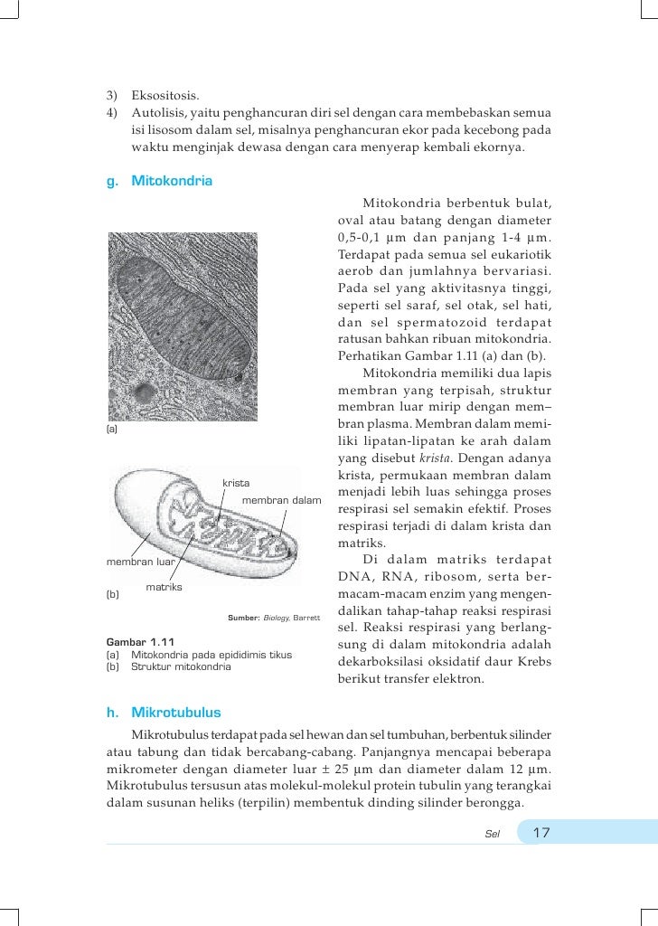 Kelas2 Biologi Evalatifahhanum2