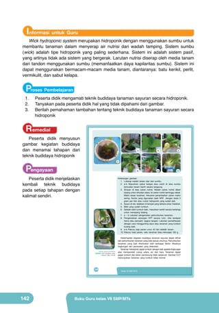 Informasi untuk Guru

Wick hydroponic system merupakan hidroponik dengan menggunakan sumbu untuk
membantu tanaman dalam menyerap air nutrisi dari wadah tamping. Sistem sumbu
(wick) adalah tipe hidroponik yang paling sederhana. Sistem ini adalah sistem pasif,
yang artinya tidak ada sistem yang bergerak. Larutan nutrisi diserap oleh media tanam
dari tandon menggunakan sumbu (memanfaatkan daya kapilaritas sumbu). Sistem ini
dapat menggunakan bermacam-macam media tanam, diantaranya: batu kerikil, perlit,
vermikulit, dan sabut kelapa.

Proses Pembelajaran

1.	
2.	
3.	

Peserta didik mengamati teknik budidaya tanaman sayuran secara hidroponik.
Tanyakan pada peserta didik hal yang tidak dipahami dari gambar.
Berilah pemahaman tambahan tentang teknik budidaya tanaman sayuran secara
hidroponik

Remedial

Peserta didik menyusun
gambar kegiatan budidaya
dan menamai tahapan dari
teknik budidaya hidroponik

7a

8

9a

9b

10

6

Pengayaan

Peserta didik menjelaskan
kembali teknik budidaya
pada setiap tahapan dengan
kalimat sendiri.

Keterangan	 gambar:	
1.	 Lubangi	 wadah	 tanam	 dan	 beri	 sumbu.
2.	 a-b	 Masukkan	 sabut	 kelapa	 atau	 zeolit	 di	 atas	 sumbu	
kemudian	 tanam	 benih	 secara	 langsung.
3.	 Simpan	 di	 atas	 cairan	 nutrisi.	 Wadah	 cairan	 nutrisi	 diberi	
lubang	untuk	sirkulasi	udara.	Isi	cairan	nutrisi	seminggu	sekali.	
Makin	 besar	 tanaman,	 frekuensi	 penambahan	 cairan	 makin	
sering.	 Nutrisi	 yang	 digunakan	 ialah	 NPK	 	 dengan	 dosis	 3	
gram	 per	 liter	 atau	 nutrisi	 hidroponik	 yang	 sudah	 jadi.
4.	 Susun	di	rak,	letakkan	di	tempat	yang	terkena	sinar	matahari.
5.	 Bibit	 yang	 sudah	 tumbuh.
6.	 Setelah	bibit	tumbuh	baik,	masukkan	kerikil	secara	bertahap	
untuk	 menopang	 batang.	
7.	 a	 –	 b	 Lakukan	 pengamatan	 pertumbuhan	 tanaman.
8.	 Pengendalian	 serangan	 OPT	 secara	 rutin.	 Jika	 terdapat	
hama	 atau	 penyakit,	 segera	 tangani.	 Lakukan	 pemeliharaan	
dengan	cara	menggunting	daun	atau	tanaman	yang	tumbuh	
kurang	 baik.
9.	 a-b	 Pakcoy	 siap	 panen	 umur	 45	 hari	 setelah	 tanam.
10.	Pakcoy	 hasil	 panen,	 satu	 tanaman	 bisa	 mencapai	 100	 g.

(Sumber: Dokumen Kemdikbud)

Gambar 5.27 Tanaman yang
tumbuh tidak normal

126

142

7b

Keberhasilan	 kegiatan	 budidaya	 tanaman	 sayuran	 dapat	 dilihat	
dari	pertumbuhan	tanaman	yang	baik	sesuai	umurnya.	Pertumbuhan	
tanaman	 yang	 baik	 ditentukan	 oleh	 berbagai	 faktor.	 Misalnya	
	
lingkungan	 dan	 perawatan	 yang	 dilakukan.
Tanaman	hidroponik	dapat	tumbuh	dengan	baik	apabila	lingkungan	
akar	 memperoleh	 cukup	 udara,	 air,	 dan	 hara.	 Tanaman	 dapat	
gagal	tumbuh	jika	faktor	pendukung	tidak	terpenuhi.	Gambar	5.27	
menunjukkan	 tanaman	 yang	 tumbuh	 tidak	 normal.

Kelas VII SMP/MTs

Buku Guru kelas VII SMP/MTs

 