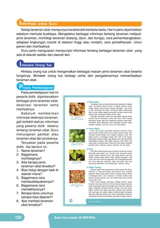 Informasi untuk Guru

Setiap tanaman obat mempunyai karakteristik berbeda-beda. Hal ini perlu diperhatikan
sebelum memulai budidaya. Mengetahui berbagai informasi tentang tanaman meliputi:
jenis tanaman, morfologi tanaman (batang, daun, dan bunga), cara perkembangbiakan,
adaptasi lingkungan (cocok di dataran tinggi atau rendah), cara pemeliharaan. Umur
panen dan manfaatnya
Guru perlu menguasai/ mempunyai informasi tentang berbagai tanaman obat yang
ada di daerah sekitar dan daerah lain.

I nteraksi Orang Tua
Himbau orang tua untuk mengenalkan berbagai macam jenis tanaman obat beserta
fungsinya. Mintalah orang tua berbagi cerita dan pengalamannya memanfaatkan
tanaman obat.

Proses Pembelajaran

Pada pembelajaran kali ini
peserta didik diperkenalkan
berbagai jenis tanaman obat,
deskripsi tanaman serta
manfaatnya.
Sebelum memberikan
informasi deskripsi tanaman,
gali terlebih dahulu informasi
yang peserta didik ketahui
tentang tanaman obat. Guru
menyiapkan gambar atau
tanaman obat dan produknya.
Tanyakan pada peserta
didik hal berikut ini.
1.	 Nama tanaman?
2.	 Bagaimana
morfologinya?
3.	 Ada berapa jenis
tanaman obat tersebut?
4.	 Bisa hidup dengan baik di
daerah mana?
5.	 Bagaimana cara
membudidayakannya?
6.	 Bagaimana cara
memeliharanya?
7.	 Berapa lama umurnya
sampai bisa dipanen?
8.	 Apa manfaat tanaman
obat tersebut?

152

1. Temulawak

Sumber: http://supplierherbalmalang.
blogspot.com

Gambar 6.2 Temulawak

Temulawak (Curcuma xanthorrhiza) banyak ditemukan di daerah
tropis. Temulawak dapat tumbuh di daerah dataran rendah
hingga dataran tinggi sampai dengan ketinggian 1.500 meter
di atas permukaan laut (dpl). Temulawak dapat berkembang
biak di tanah sekitar tegalan pemukiman, terutama pada tanah
gembur agar rimpangnya dapat tumbuh besar.
Rimpang temulawak sudah lama digunakan sebagai bahan
ramuan obat di Indonesia. Aroma dan warna khas rimpang
temulawak berbau tajam dan dagingnya berwarna kekuningan.
Temulawak dapat digunakan untuk mengobati penyakit maag,
sembelit, sariawan, cacar air, asma, dan sakit kepala.

2. Jeruk Nipis

Sumber: www.inagurasi.com

Gambar 6.3 Jeruk nipis

Jeruk nipis (Citrus aurantifolia) termasuk tumbuhan perdu
yang banyak memiliki dahan dan ranting. Tanaman jeruk nipis
menyukai tempat dengan sinar matahari langsung. Jeruk nipis
dapat tumbuh di ketinggian tempat 200-1.300 m dpl dengan
kelembapan sedang hingga tinggi. Bagian jeruk nipis yang sering
dimanfaatkan sebagai obat adalah buahnya. Buah jeruk nipis
yang sudah tua rasanya asam. Buah jeruk nipis dapat mengobati
penyakit batuk, influenza, demam, sembelit, dan bau badan.

3. Sirih

	
  

(Sumber: www.iptek.net.id)

Gambar 6.4 Sirih

Sirih (Piper betle) termasuk jenis tumbuhan rambat dan tumbuh
bersandar pada pohon lain. Tanaman sirih menyukai tempat
dengan cahaya matahari penuh. Sirih dapat ditemui mulai dari
dataran rendah hingga dataran tinggi, dengan ketinggian 1.000
m dpl. Daun sirih umumnya digunakan untuk mengobati penyakit
bau mulut, sakit gigi, keputihan, eksim, dan alergi. Daun sirih
juga sering digunakan untuk kelengkapan ‘nginang’ (Jawa).

4. Patah Tulang

	
  

(Sumber: www.iptek.net.id)

Gambar 6.5 Pohon patah
tulang

136

Tanaman patah tulang (Eupharbia tirucalli) berasal dari Afrika.
Tanaman ini menyukai tempat yang terkena sinar matahari
langsung. Patah tulang dapat tumbuh di dataran sampai daerah
di ketinggian 600 m dpl. Tanaman ini memiliki ranting bulat
silindris, daunnya jarang, kecil, dan terletak pada ujung ranting
yang masih muda.
Patah tulang biasanya digunakan sebagai tanaman pagar,
tanaman hias, atau tumbuh liar. Hampir seluruh bagian tanaman
patah tulang dapat digunakan sebagai obat. Akar dan rantingnya
dapat mengobati penyakit lambung, rematik, dan nyeri syaraf.
Bagian batang kayu dapat digunakan sebagai obat penyakit
kulit, sakit gigi, dan radang telinga. Getahnya dapat mengobati
sakit gigi, tetapi bila terkena mata, akan menyebabkan kebutaan.
Cabang dan rantingnya bila dibakar, juga dapat mengusir nyamuk.
Kelas VII SMP/MTs

Buku Guru kelas VII SMP/MTs

 