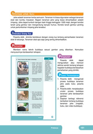 Informasi untuk Guru

Jahe adalah tanaman herba semusim. Tanaman ini biasa digunakan sebagai tanaman
obat dan bumbu masakan. Bagian tanaman jahe yang biasa dimanfaatkan adalah
rimpang. Jahe dapat tumbuh dengan baik hingga ketinggian 1500 mdpl, dengan kondisi
tanah yang gembur dan mengandung banyak humus. Kondisi tanah gembur penting
untuk pertumbuhan rimpang jahe tersebut.

I nteraksi Orang Tua

Peserta didik diminta berdiskusi dengan orang tua tentang pemanfaatan tanaman
obat di keluarga. Tanaman obat apa saja yang sering dimanfaatkan.

Remedial

Memberi nama teknik budidaya sesuai gambar yang diberikan. Kemudian
menyusunnya berdasarkan tahapan.

3. Proses Tanaman Obat (dalam pot/polybag)

	
  

	
  

	
  

	
  

Pengayaan

Tips

a. Siapkan media tanam
dengan mencampur
tanah dan pupuk
kandang. Tanah dipupuk
dengan pupuk kandang
yang sudah matang,
minimal 0.5 kg/lubang
tanam. Media disiapkan
satu minggu sebelum
penanaman.

b. Masukkan tanah ke dalam
pot/polybag ukuran 5 kg
sampai hampir penuh.

Jika kamu
menggunakan
wadah tanaman
dari limbah
plastik atau
kaleng bekas,
buatlah lubanglubang kecil di
dasar wadah.
Hal tersebut
dilakukan agar
kelebihan
air tidak
menggenang dan
menyebabkan
pembusukan akar
tanaman.

c. Bibit yang digunakan
berumur 9-10 bulan. Kulit
rimpang yang digunakan
sebaiknya tidak terluka
atau lecet.
Benih ditanam dengan
tunas menghadap ke atas.

d. Jahe tidak memerlukan air
terlalu banyak. Siramlah
secukupnya agar kondisi
tanah tetap lembap.

Peserta didik
dapat
menguraikan atau mencari
definisi sendiri tentang tahapan
kegiatan budidaya berdasarkan
pemahaman yang dimiliki.

Proses Pembelajaran

1.	 Peserta didik mengamati
proses budidaya tanaman
jahe pada buku peserta
didik .
2.	 Peserta didik menjelasakan
urutan proses budidaya
tanaman jahe berdasarkan
gambar.
3.	 Siapkan berbagi referensi
tambahan tentang budidaya
tanaman jahe (majalah,
buku, dan video budidaya).

(Sumber: Dokumen Kemdikbud, http://antarfoto.com)

Ganbar 6.15.a Proses budidaya tanaman jahe

Prakarya

145

Prakarya

161

 