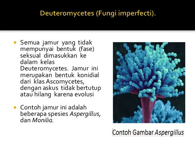 Fungi mikrobiologi & parasitologi