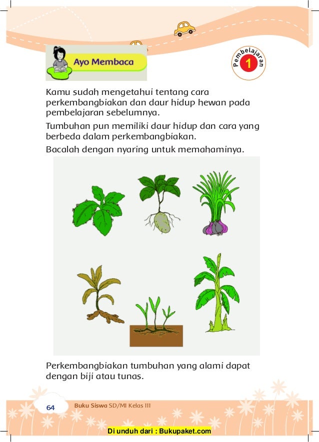 Gambar Pohon Pisang Untuk Mewarnai Buku Gambar Mewarnai