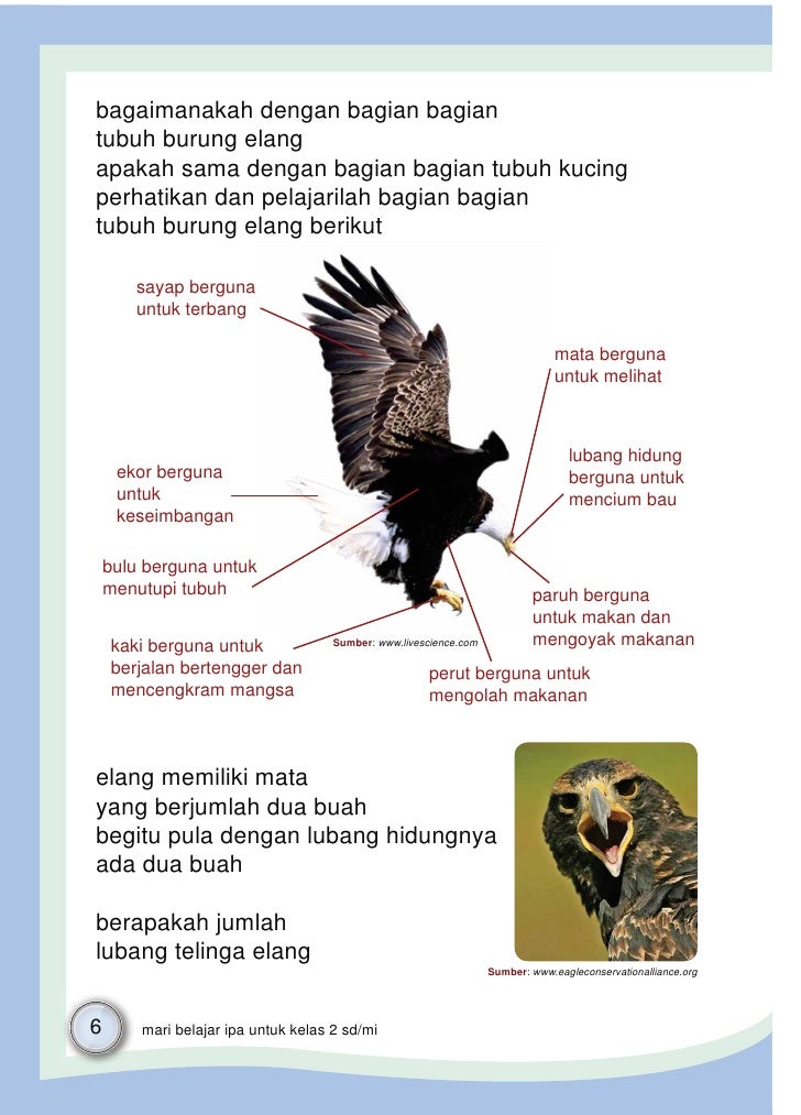 Fungsi Organ Tubuh Burung Blog Kesehatan Anda
